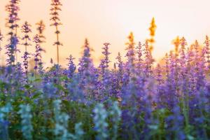 flor de lavanda linda na natureza por do sol foto