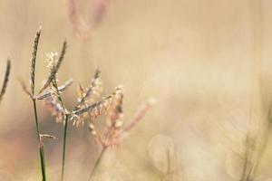fundos da natureza, orvalho da manhã de primavera na grama foto