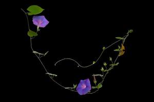 planta de videira, flor de ipoméia isolada em fundo preto com traçado de recorte incluído. foto