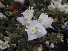 a flor branca foto