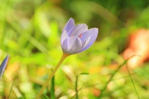 flor de açafrão no parque na temporada de outono foto