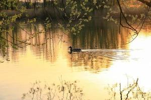 pato selvagem nadando em um lago dourado enquanto o pôr do sol está refletindo na água. imagem minimalista com a silhueta da ave aquática. foto