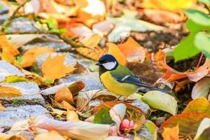 pássaro robin nas folhas de árvore de outono no parque foto