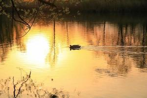 pato selvagem nadando em um lago dourado enquanto o pôr do sol está refletindo na água. imagem minimalista com a silhueta da ave aquática. foto