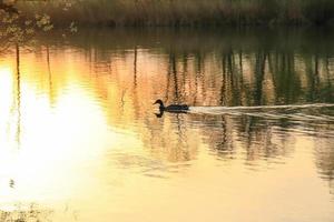pato selvagem nadando em um lago dourado enquanto o pôr do sol está refletindo na água. imagem minimalista com a silhueta da ave aquática. foto