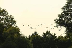 bando de gansos selvagens silhueta em um céu pôr do sol foto