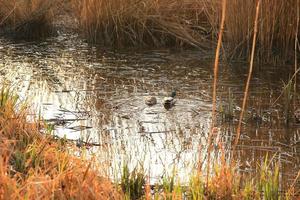 par de patos selvagens na água em um pântano no outono foto