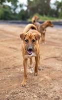 retrato de dois cães tailandeses marrons em pé e olhando. foto