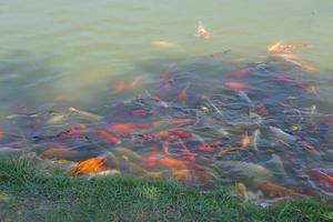 peixes koi coloridos na lagoa do parque foto