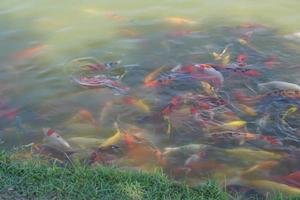 peixes koi coloridos na lagoa do parque foto