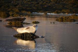 foca tomando banho de sol na islândia foto