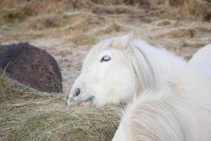 cavalo islandês islândia foto