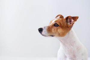 retrato de um cão, jack russell terrier foto