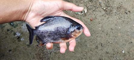 peixe pomfret. homem segurando um grande peixe bramidae, pronto para ser cozido. foto