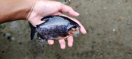 ikan bawal ou pomfret preto. homem segurando um grande parastromateus niger, pronto para ser cozido. foto