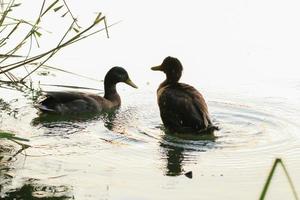 patos selvagens no lago perto do rio Danúbio na alemanha foto