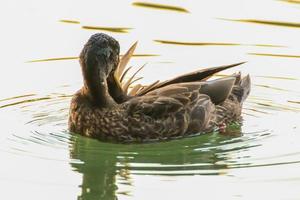 patos selvagens no lago perto do rio Danúbio na alemanha foto