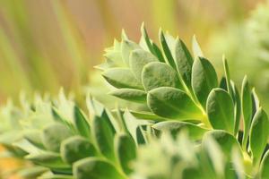 folhas verdes fundo de textura com belo padrão. planta ornamental no jardim. foto