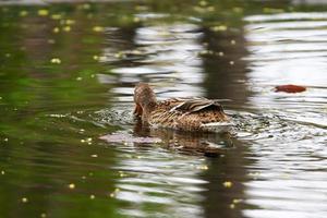 patos selvagens no lago perto do rio Danúbio na alemanha foto