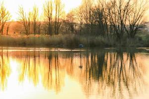 garça cinzenta voando sobre o rio danúbio banhada nas cores da hora dourada do pôr do sol. foto