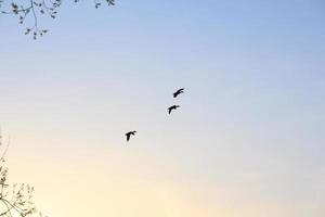 patos voando contra uma paisagem noturna foto