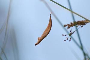 folha seca de outono marrom flutuando entre a vegetação foto