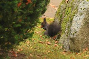 esquilo vermelho europeu comendo nozes no parque foto