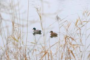 par de patos selvagens na água em um pântano no inverno foto