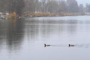 par de patos selvagens na água em um pântano no inverno foto