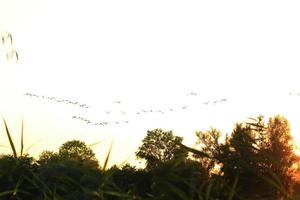 bando de gansos selvagens silhueta em um céu pôr do sol foto