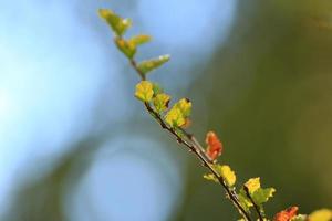 detalhes de galhos de árvores de outono em um céu azul turvo foto