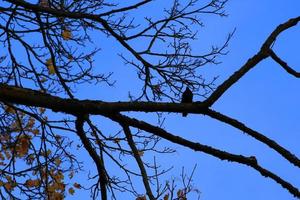 silhueta de um pássaro sentado em um galho de árvore ao pôr do sol foto