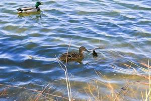 um par de patos com frango está flutuando no rio Danúbio foto
