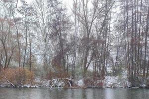 neve branca em galhos de árvores nuas em um dia gelado de inverno perto do lago foto