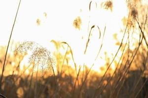 silhueta de grama de cana dourada de outono contra o sol foto