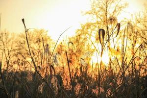 silhueta de grama de cana dourada de outono contra o sol foto