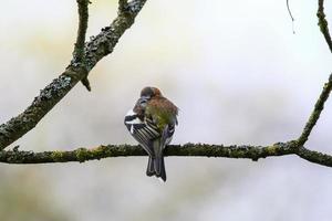 tentilhão comum senta-se em uma árvore. bela ave canora tentilhão comum na vida selvagem. o tentilhão comum ou simplesmente tentilhão, nome latino fringilla coelebs. foto