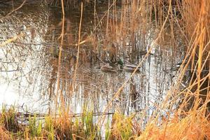 par de patos selvagens na água em um pântano no outono foto