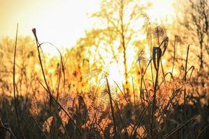 silhueta de grama de cana dourada de outono contra o sol foto