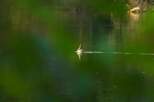 grande pássaro mergulhão-de-crista flutuando no rio Danúbio foto