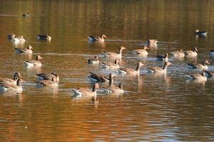 patos selvagens no lago perto do rio Danúbio na alemanha foto