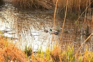 par de patos selvagens na água em um pântano no outono foto