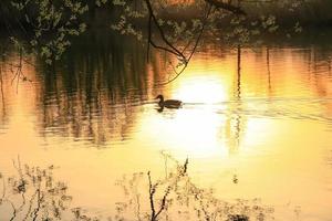 pato selvagem nadando em um lago dourado enquanto o pôr do sol está refletindo na água. imagem minimalista com a silhueta da ave aquática. foto