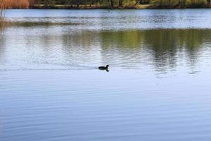 retrato de um pato galeirão fulica atra pássaro nadando no rio danúbio foto