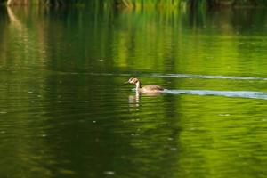 grande pássaro mergulhão-de-crista flutuando no rio Danúbio foto