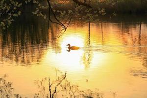 pato selvagem nadando em um lago dourado enquanto o pôr do sol está refletindo na água. imagem minimalista com a silhueta da ave aquática. foto