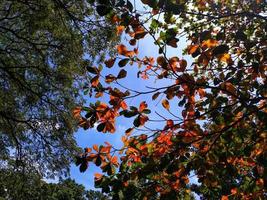 paisagem abstrata do fundo do outono. árvore de cor verde amarela, folhagem na floresta de outono. cena de beleza da natureza temporada de outubro. dia de sol calmo. foto