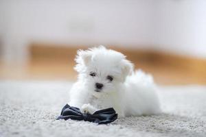 cachorrinho maltês fofo branco, 2 meses olhando para nós foto