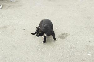 gato sem-teto preto. gato. animal de estimação sem dono. foto