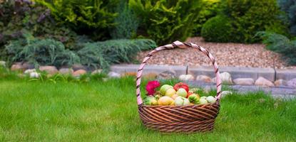 grande cesta cheia de tomates colhidos na grama verde foto